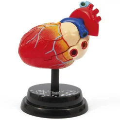 Cuore Modello Anatomico In 3D