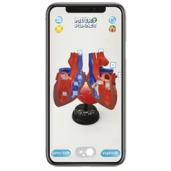Cuore Modello Anatomico In 3D