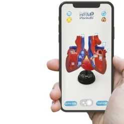 Cuore Modello Anatomico In 3D