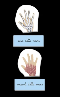 Montessori Il Corpo Umano