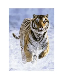 Ravensburger Puzzle 500 Pezzi Tigre Sulla Neve