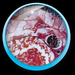 Valigetta Microscopio 1200X